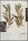 Foto von Salix alba L. x Salix fragilis L.